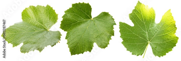 Fototapeta set of grape green leaves isolated on a white background
