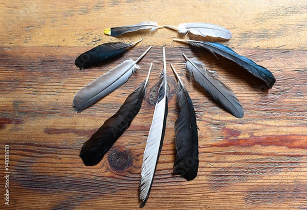 Fototapeta Bird feathers multiple breeds of black, gray, white and yellow in artistic form on natural wood background for spiritual, Native American or Boho use.