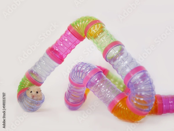 Obraz The tube maze for a hamster isolated on a white background. Hamster peeking out of a hole in the pipe.
