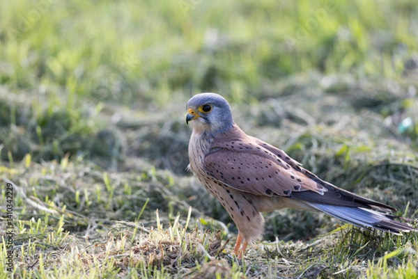 Fototapeta A Common kestrel, Falco tinnunculus, hunts insects o a field of fresh green grass in spring season.
