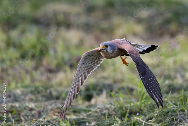 Fototapeta A Common kestrel, Falco tinnunculus, hunts insects o a field of fresh green grass in spring season.