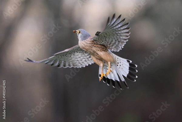 Fototapeta A Common kestrel, Falco tinnunculus, hunts insects o a field of fresh green grass in spring season.