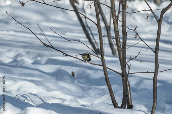 Fototapeta Синица с хлебом на ветке