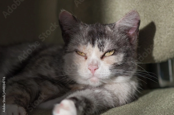 Fototapeta Кошка