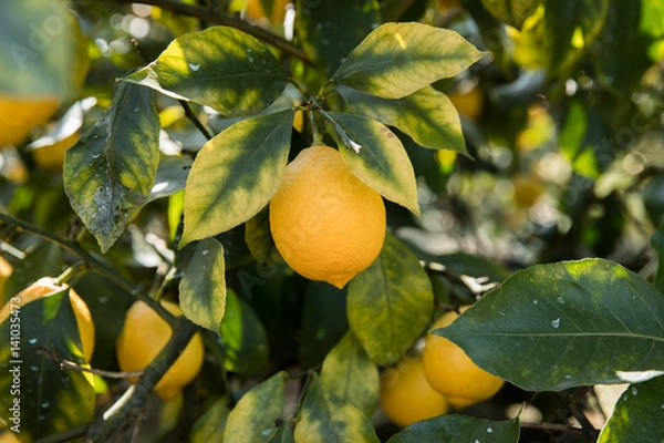 Fototapeta レモン（檸檬）