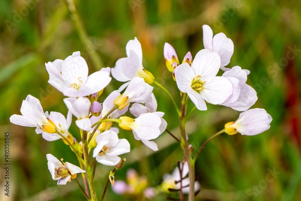 Obraz Cuckoo Flower (Cardamine pratensis) a spring summer wildflower flowering plant with a pink springtime flower also known as Lady's-smock and Cuckooflower, nature stock photo image 