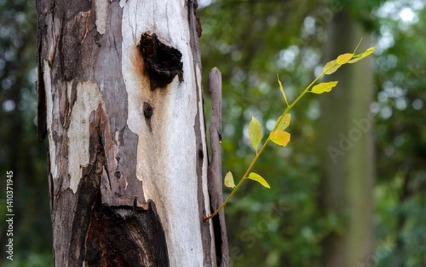Obraz Eucalyptus textures and color