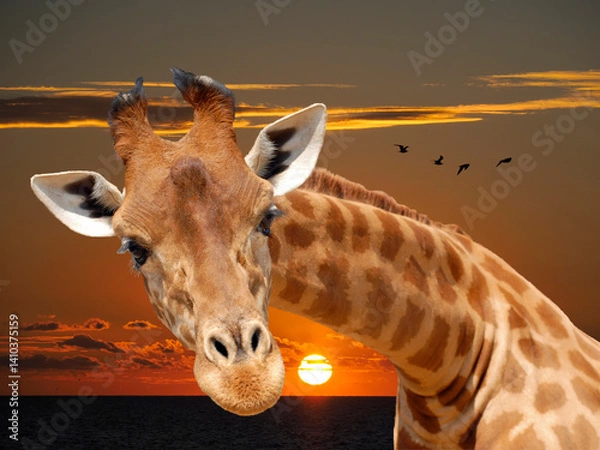 Obraz Portrait of front of Giraffe (Giraffa camelopardalis) under a sunset sky with birds in flight  