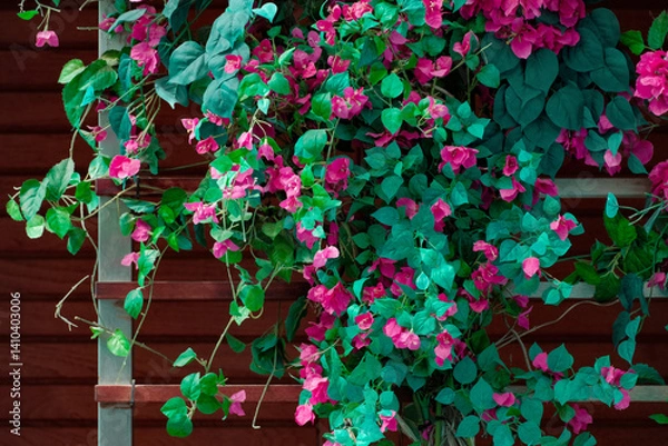 Fototapeta Pink fuschia and wooden trellis