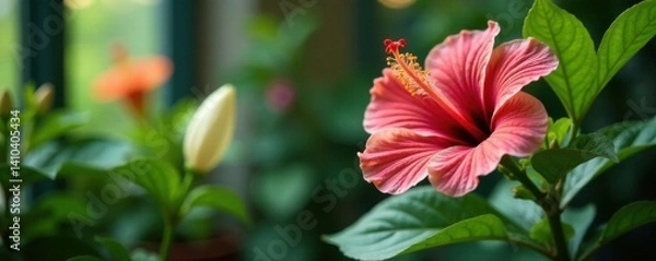 Obraz Hibiscus flowers and peace lily in a serene indoor garden setting, flower, garden, interior