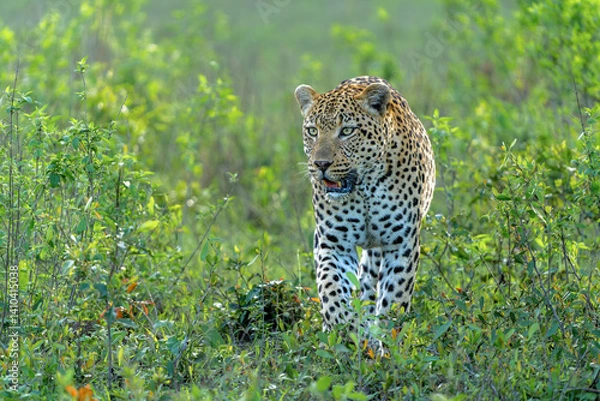 Fototapeta Leopard male walking and looking for prey in Sabi Sands Game Reserve in the Greater Kruger Region in South Africa