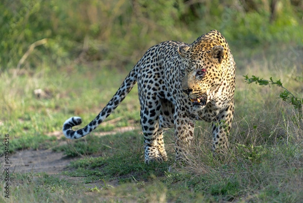 Fototapeta Leopard male walking and looking for prey in Sabi Sands Game Reserve in the Greater Kruger Region in South Africa