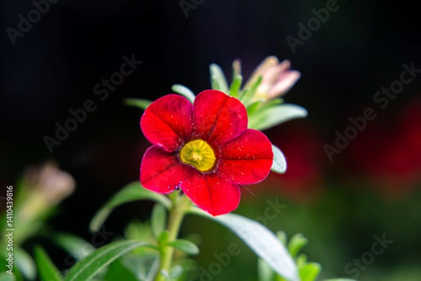 Obraz Close-up of a Calibrachoa flower with intense red petals and a yellow center. The plant is set against a blurred green background.