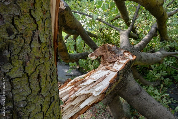 Obraz Downed trees, broken trunks from strong gusts of wind in the city, extensive weather damage, tornadoes and violent storms. Weather reports for destructive storms, torrential rains.