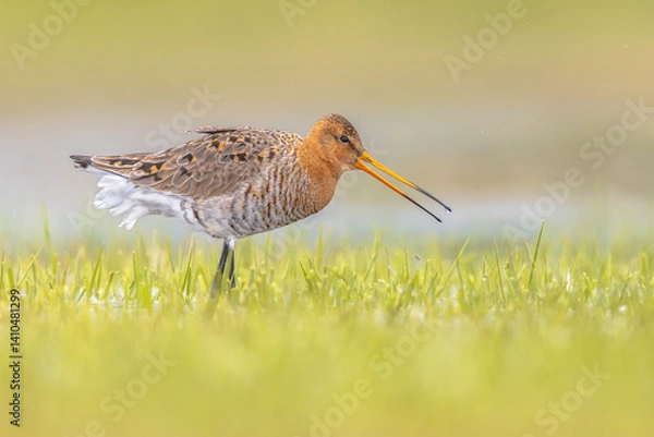 Obraz Black-tailed Godwit wader bird walking