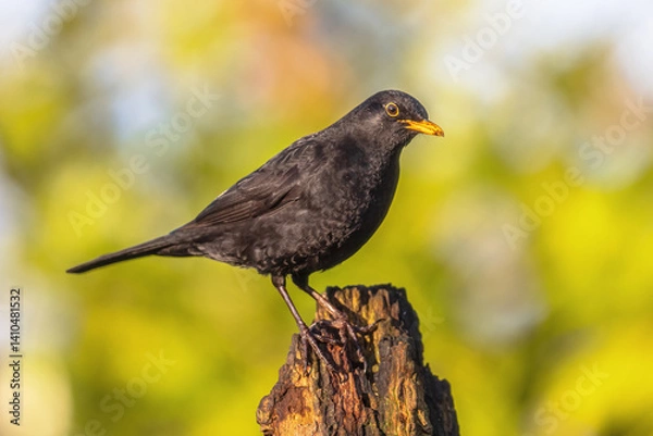 Obraz Common blackbird perched on branch with blurred background