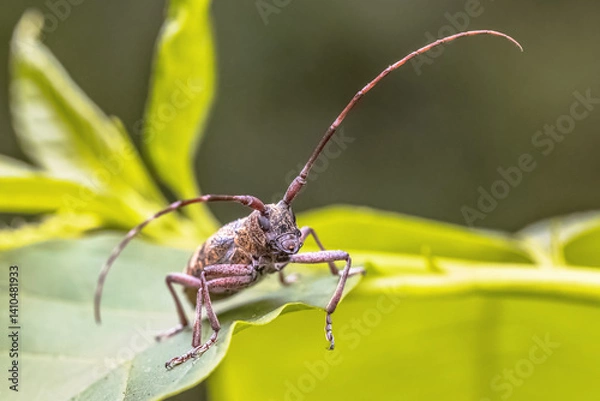 Obraz Pine Sawyer Beetle seen from Front
