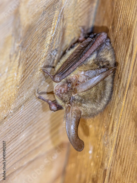Obraz Resting long-eared bat on an attic