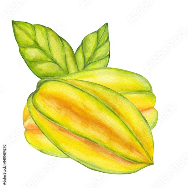 Obraz Watercolor starfruit. Averrhoa carambola or Bilimbi. Whole yellow fruit with green leaf foliage. Botanical exotic star apple. Hand drawn illustration isolated on white background. For menu