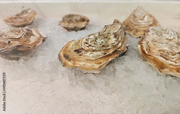 Fototapeta Close-up of fresh oysters on ice.