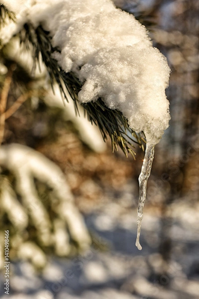 Obraz Single small icicle hanging from snowbound pine branch in the sun