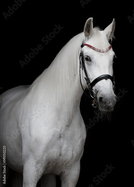 Obraz Portrait of a white horse on a black background isolated