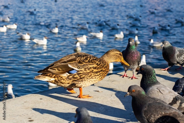 Fototapeta A duck and several pigeons are standing on a ledge close to the water