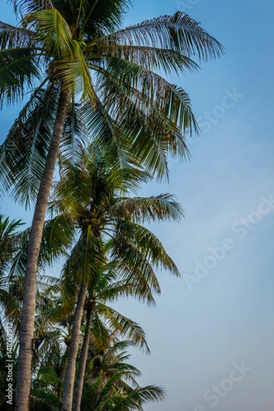 Fototapeta coconut tree
