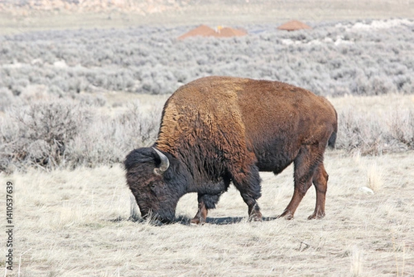 Obraz Bison on Antelope Island, Utah, in winter	