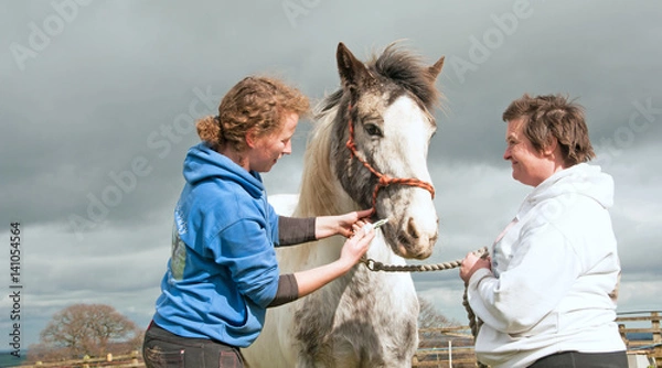 Fototapeta Routine wormer being administered to a horse