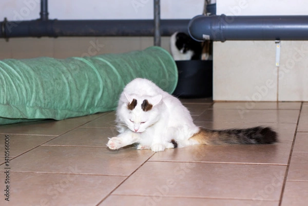 Fototapeta A white cat lies comfortably on a tiled floor by a colorful tunnel