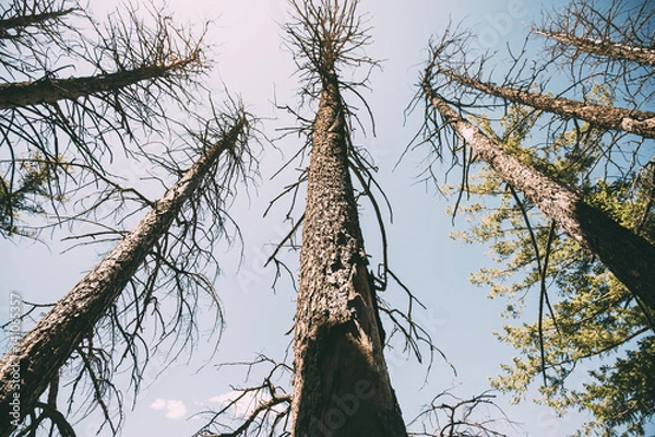 Obraz desert trees