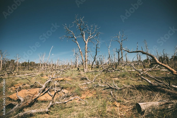 Obraz colorado desert