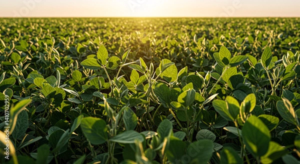 Obraz soy plantation, saving food