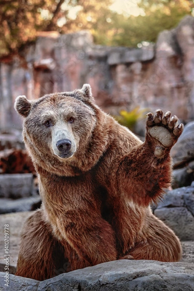 Fototapeta Brown bear with a friendly expression waving its paw at sunset