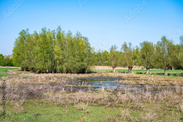 Fototapeta Trees and green wetland at the banks and natural flood zone of the river Scheldt in Zwalm, East Flemish Region, Belgium