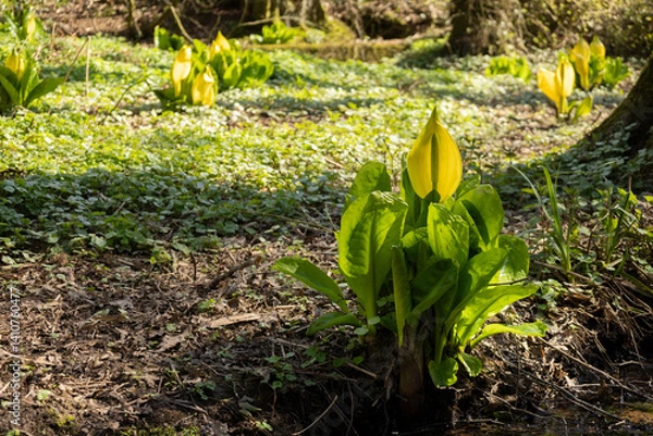 Obraz Skunk cabbage growing from forest floor