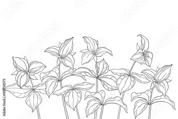 Obraz Bunch of outline Trillium grandiflorum or wakerobin flowers and leaf in black isolated on white background. 