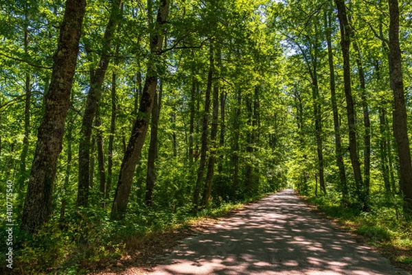 Obraz forest inside Val d'agri during the summer season, Val D'Agri, Basilicata