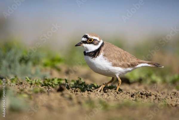 Obraz Halkalı küçük cılıbıt » Little Ringed Plover » Charadrius dubius