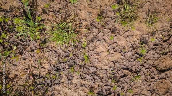 Obraz Texture of wet brown dirt mud