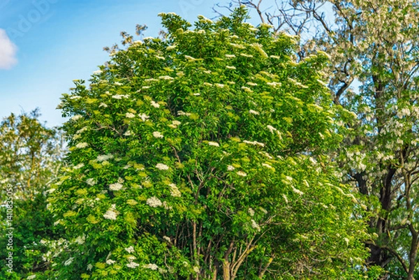 Fototapeta White elderberry flowers in summer day. Black sambucus (Sambucus nigra) white blooms. Beautiful elder flower bush in the garden. Nature blossom Sambucus ebulus background.