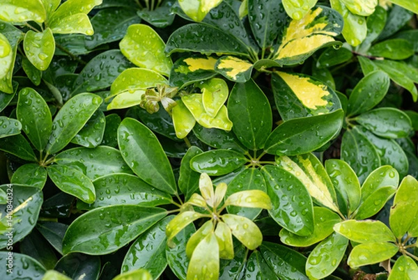 Fototapeta Close-up on Fresh Green Schefflera Leaves with Water Droplets After Rain. Backgrounds, wallpaper
