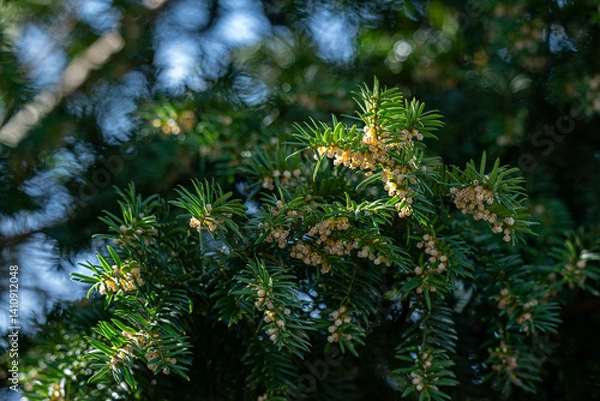 Obraz Tiny flowers on a yew tree.
