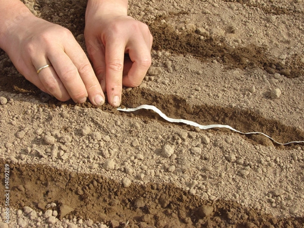 Fototapeta sowing seeds on tape