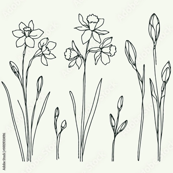 Fototapeta Set of outline Narcissus, doodle spring floral. Hand drawn snowdrop Botanical drawing. Detailed line art illustration. Simple Stylized Art, daffodils flowers. Elegant Black and White blossom.