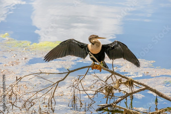 Fototapeta Anhinga bird perched on a branch by the water in Celebration, Florida, showcasing its natural habitat and wingspan in a serene setting.