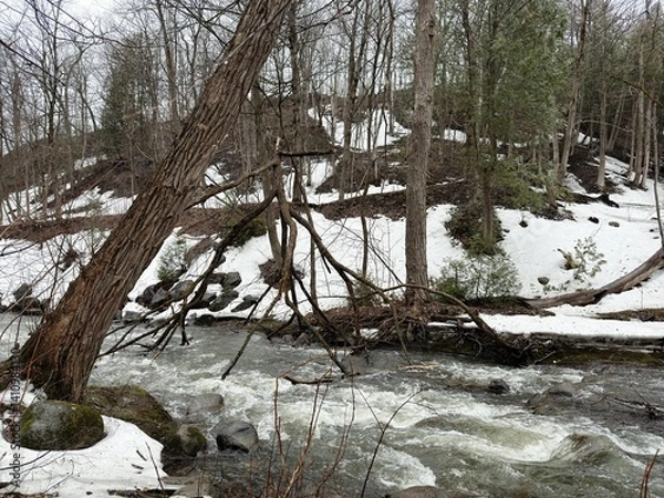 Fototapeta Rivière dans la forêt printanière. Paysage printanier avec rivière et rochers.