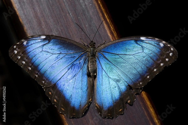 Obraz Blue Morpho Butterfly II