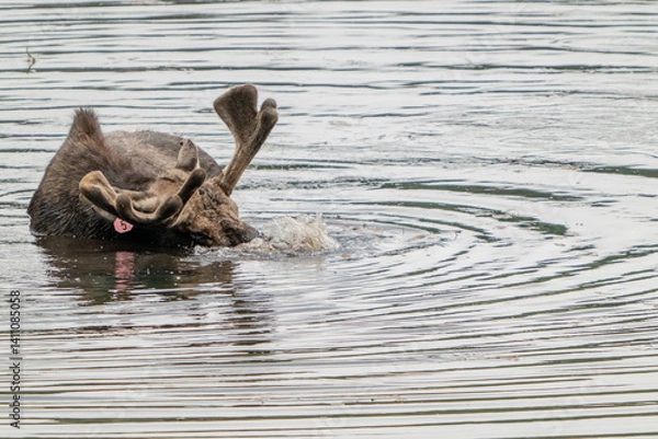 Fototapeta Tagged Bull Moose Puts Nose Below Water and Blows Bubbles